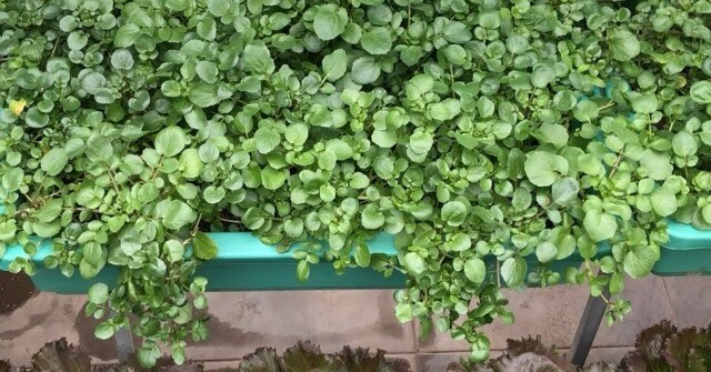 Cây này ở Việt Nam không chăm cũng lớn, là rau tốt nhất thế giới, giá chỉ 20.000 - 25.000đ/kg, nấu được nhiều món hấp dẫn