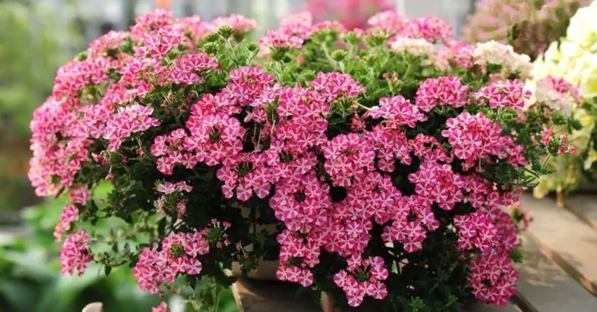 3 loại hoa nở liên tục vào mùa hè, vừa đẹp lại dễ chăm, trồng một chậu ở ban công sẽ biến thành biển hoa