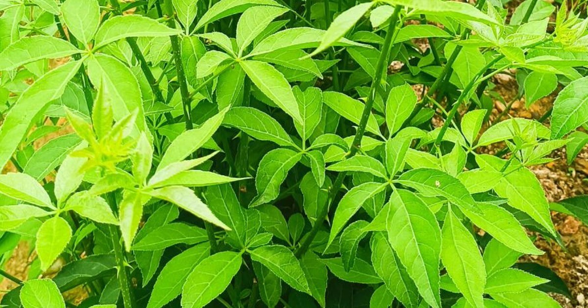 Loài rau dại cùng họ với nhân sâm, nay thành đặc sản giá 60.000 đồng/kg, cắm cành vào đất 10 ngày là bén rễ