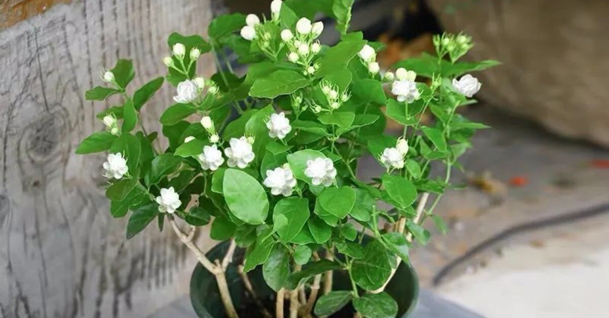 Hoa nhài vừa đẹp vừa thơm nhưng nhà ở 3 hướng, người thuộc 2 mệnh này không nên trồng