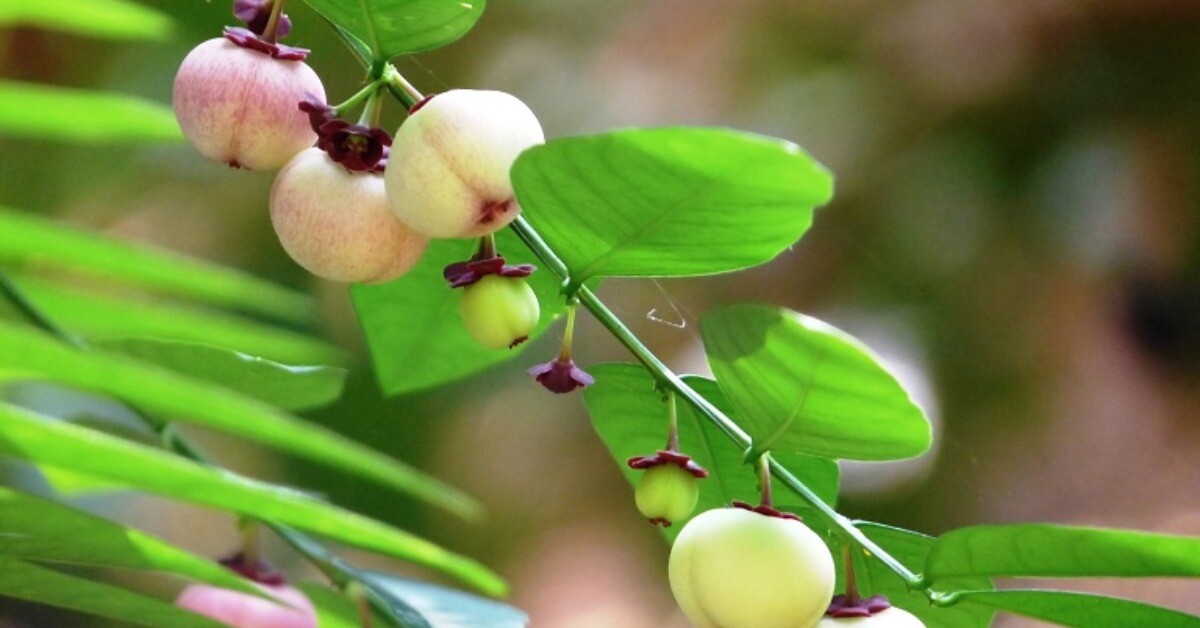 Loại rau này giàu canxi hơn sữa, giàu sắt gấp 7 lần thịt bò, cắm cành vào đất liền bén rễ, 2 tháng cho thu hoạch
