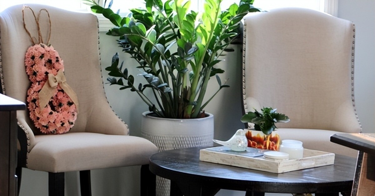 Đặt cây kim tiền ở vị trí này trong nhà sẽ mang lại vận may tốt nhất, 99% mọi người không biết