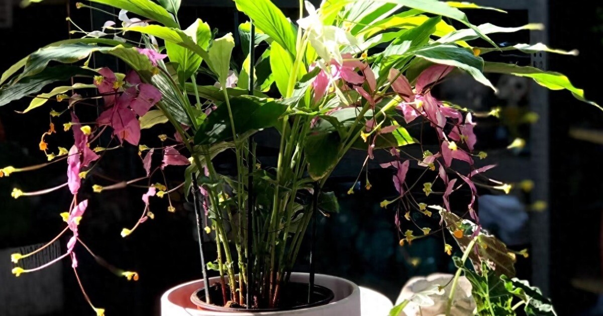 Đây là “tân binh” đang làm mưa làm gió trong giới cây cảnh, hoa nở quanh năm, bền như hoa giả, trồng dễ như rau