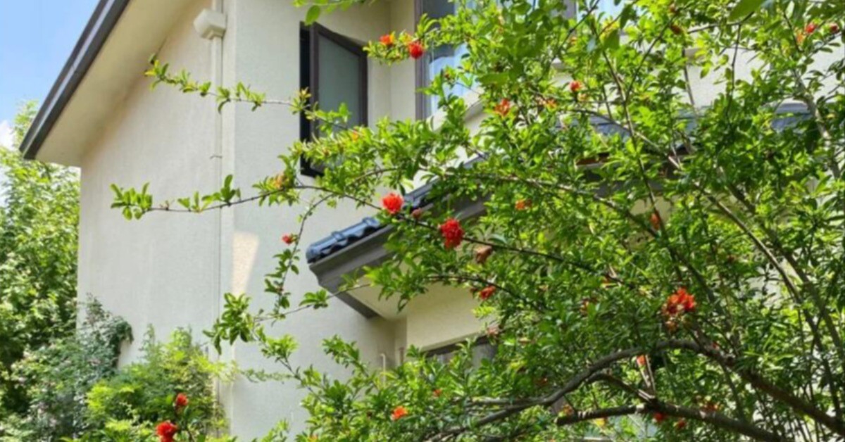 Sân không có cây, không phúc không lộc! Trồng 5 loại cây này, con cháu ngày càng phát đạt