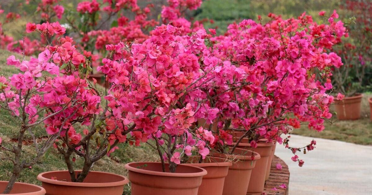 Chăm hoa giấy mùa thu nhớ quy tắc “3 nhiều – 1 ít”, nụ sẽ sớm xuất hiện, hoa nở bung rực rỡ