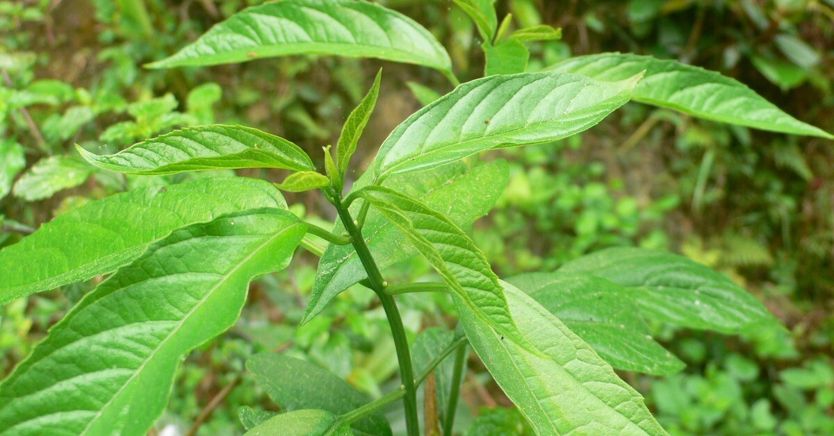 Rau dại được ví như “nhân sâm rừng”, là đặc sản giá 100.000 đồng/kg, trồng một lần thu hoạch suốt nhiều năm