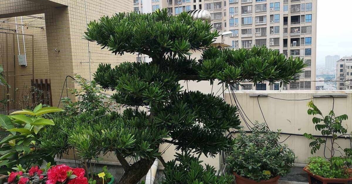 3 cây bonsai sống khỏe hơn 50 năm, càng trồng càng đẹp, giá trị tăng theo thời gian