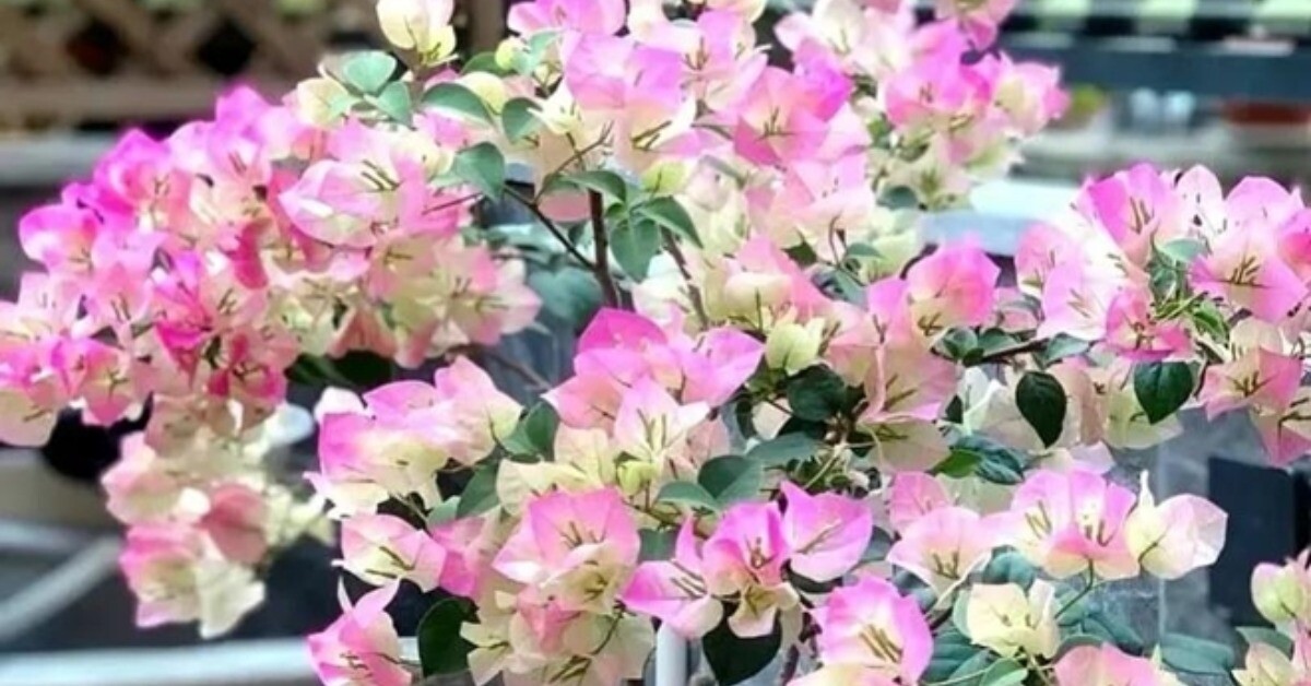 Đừng chỉ tưới nước lã cho hoa giấy! Hãy thêm thứ này vào, cây phát triển khỏe mạnh, nở hoa rực rỡ quanh năm