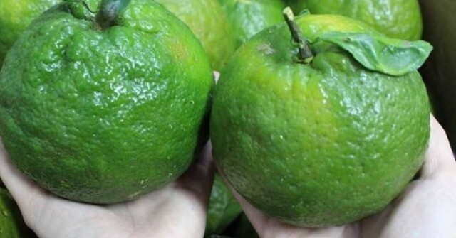Mua cam, nhìn vào chỗ này, thấy càng to chứng tỏ càng ngọt, nhanh tay chọn ngay nhé!