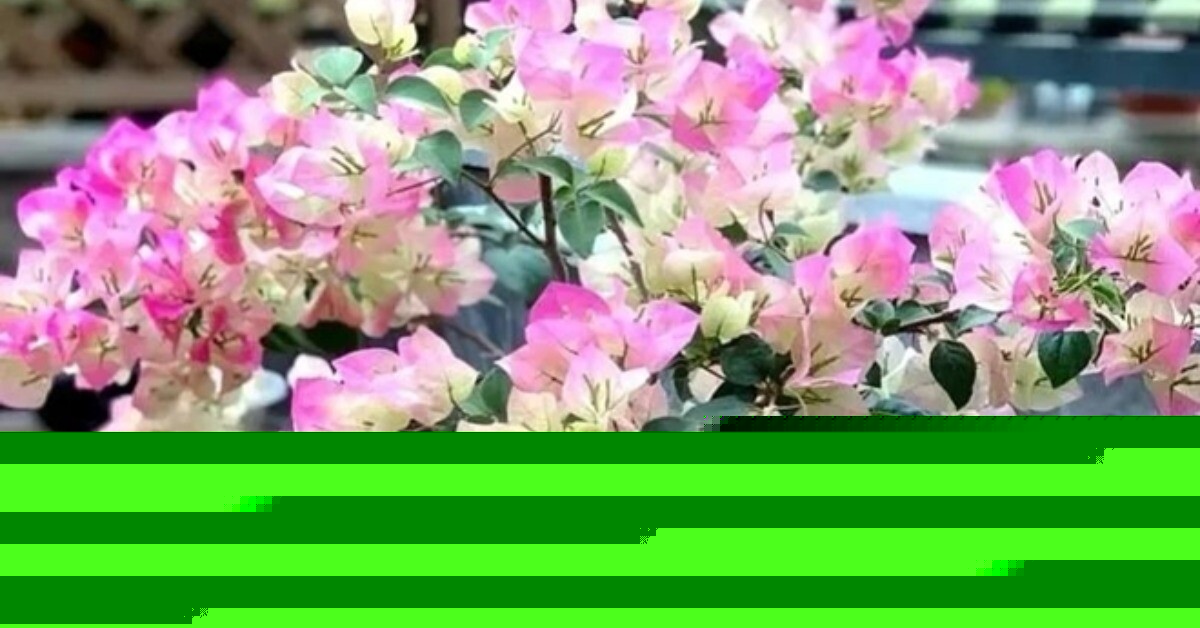 3 cây bonsai này là “thần Tài mini”, sống khỏe hơn 50 năm, càng trồng càng đẹp, càng có giá