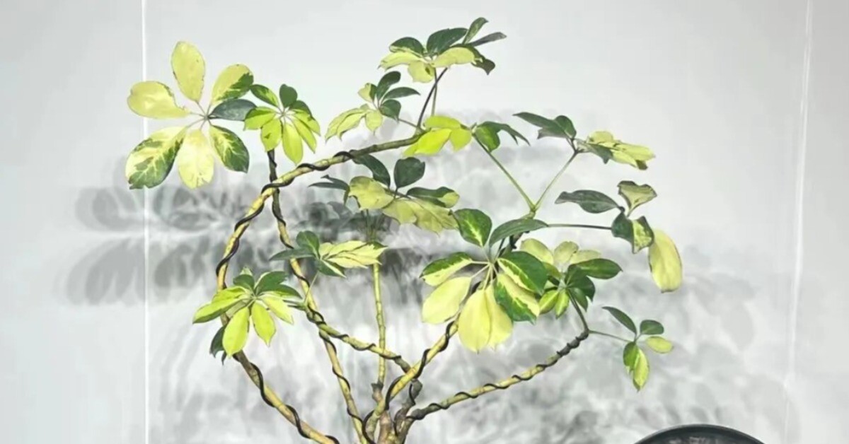 Tại sao người giàu thích trồng cây ngũ gia bì trong phòng ngủ? Biết lý do tôi cũng trồng một chậu