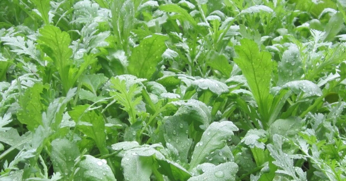 Loại “rau hoàng đế” vừa dưỡng tim vừa bổ phổi cực hiệu quả, gieo hạt 30 ngày đã cho thu hoạch