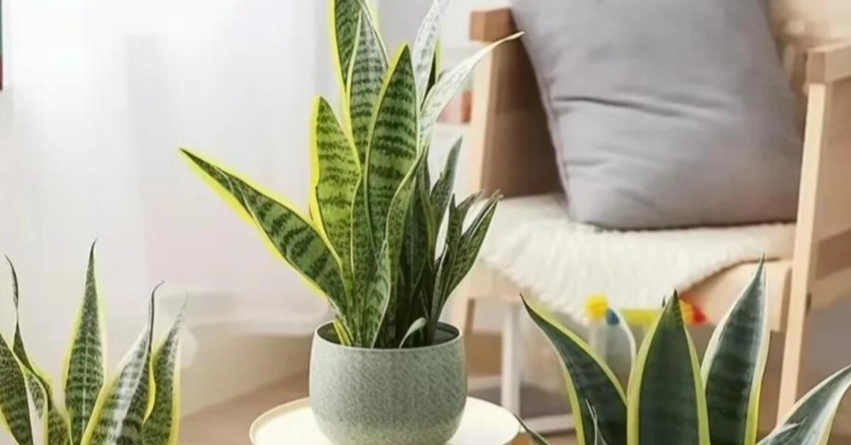 Mùa thu chăm cây lưỡi hổ theo quy tắc “4 siêng”, chồi non xé đất mọc lên, hoa nở rộ đưa lộc vào nhà