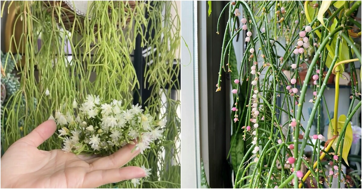 Đây là “vua” cây treo, cành rủ xuống thành thác xanh, hoa vừa đẹp vừa thơm, quả xinh xắn cũng ăn được