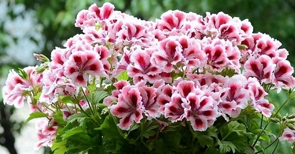 5 loại hoa dễ trồng như cỏ dại, nở từ xuân sang đông, trồng ở ban công giúp hút vượng khí cả năm